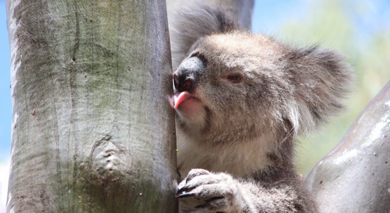 koala Phascolarctos cinereus bere dissetarsi acqua alberi pioggia leccare