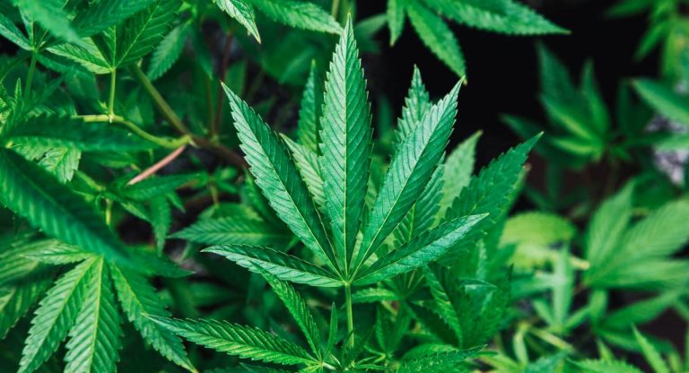 cannabis