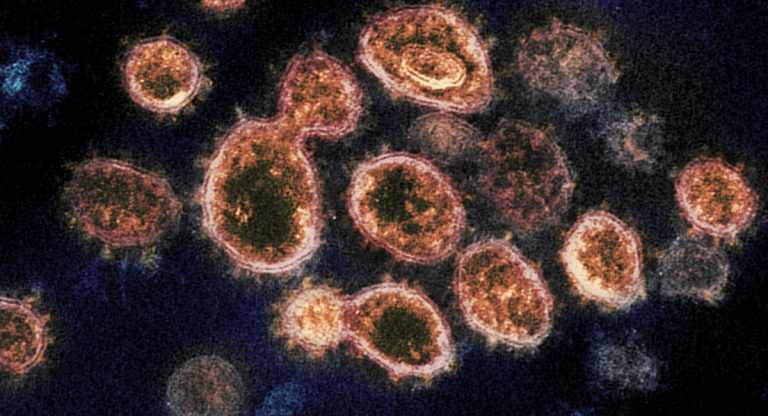 Sars-Cov-2 coronavirus covid mutazione infettivo