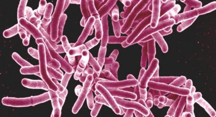 goccioline aerosol trasmissione aerea micobatteri Mycobacterium tuberculosis tbc tubercolosi neutrofili necrosi