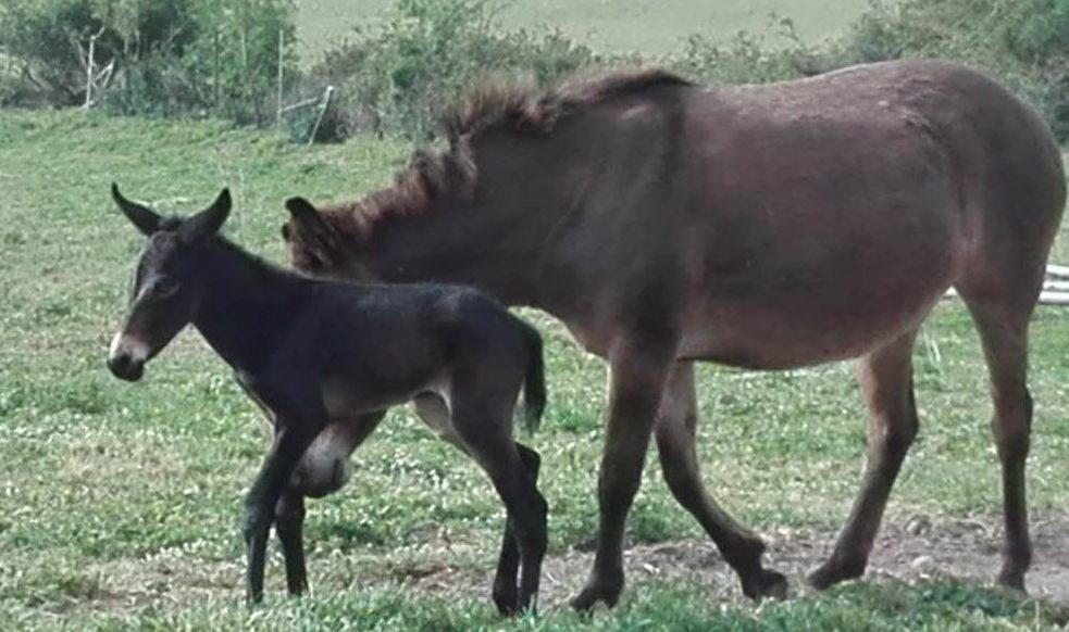 quarantena mula asino puledro cavalla cavallo ibrido fertile