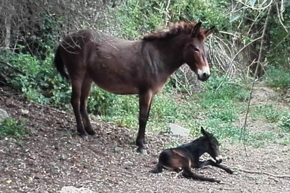 quarantena mula asino puledro cavalla cavallo ibrido fertile