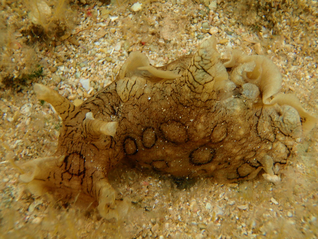 specie aliene mollusco gasteropode lepre dagli anelli mediterraneo