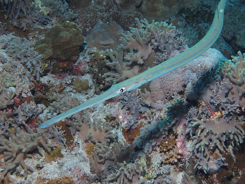 specie aliene pesce flauto dai puntini blu specie invasive