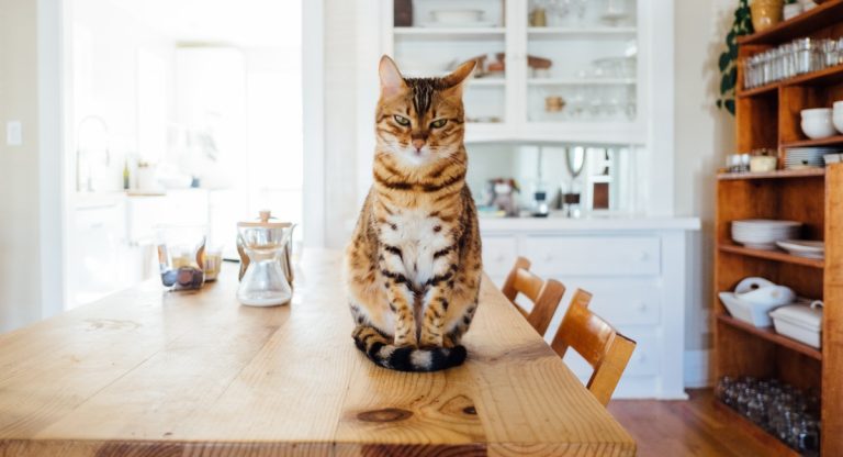 gatti