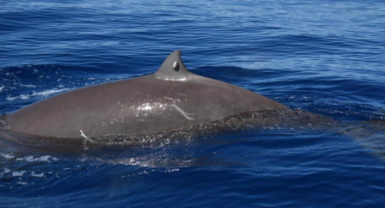 balena