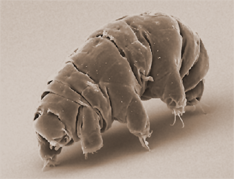 tardigradi fluorescenza UV ultravioletti
