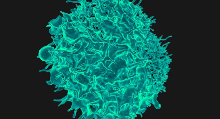 risposta immunitaria