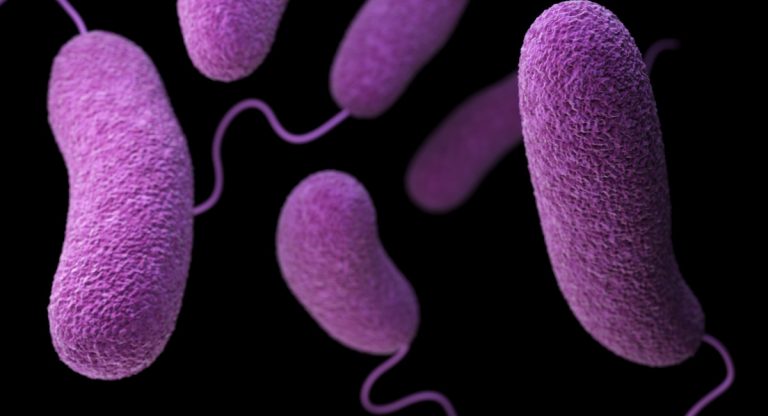 microbioma batteri alzheimer intestino cervello placche amiloidi