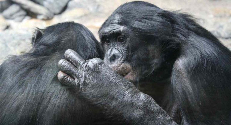 bonobo