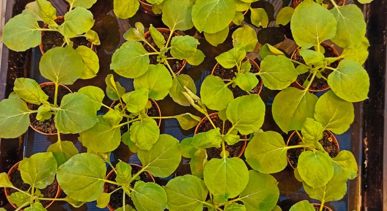 piante