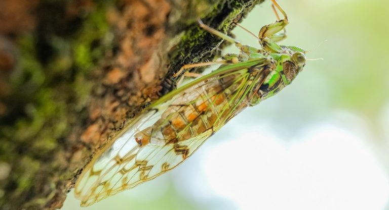 Come sedurre una cicala schioccando le dita