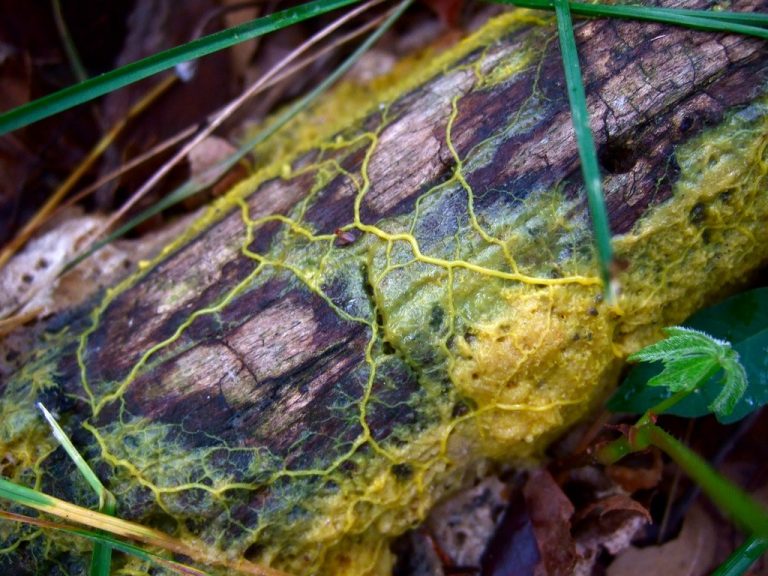 blob Physarum polycephalum