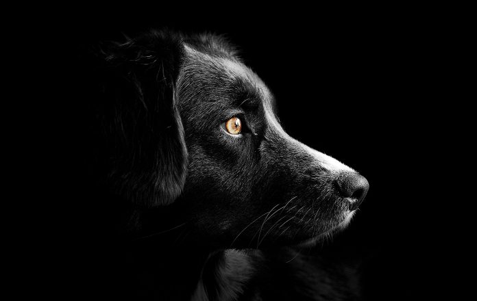 giornata internazionale cane aggressività