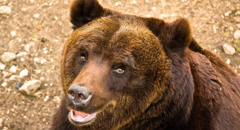 orso