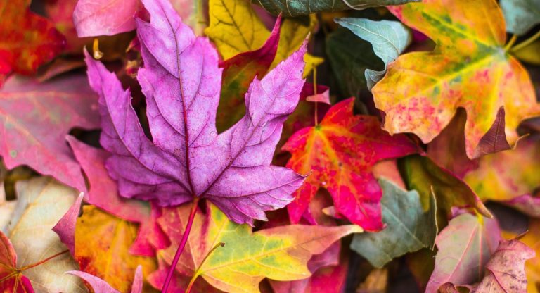 autunno
