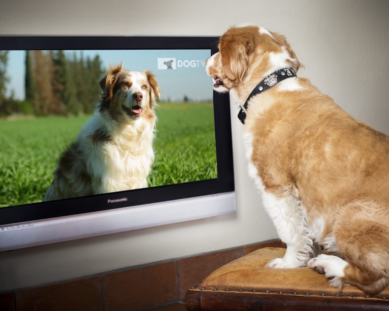 dog tv