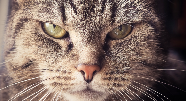 gatto