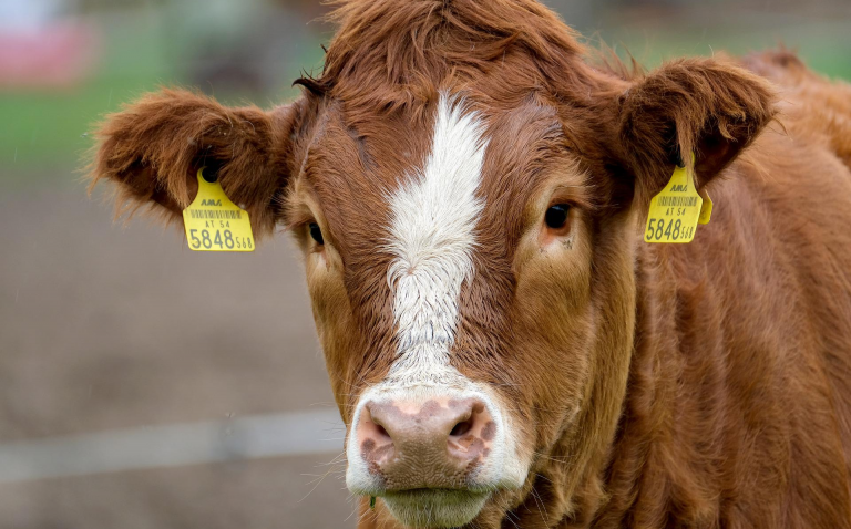 benessere animale