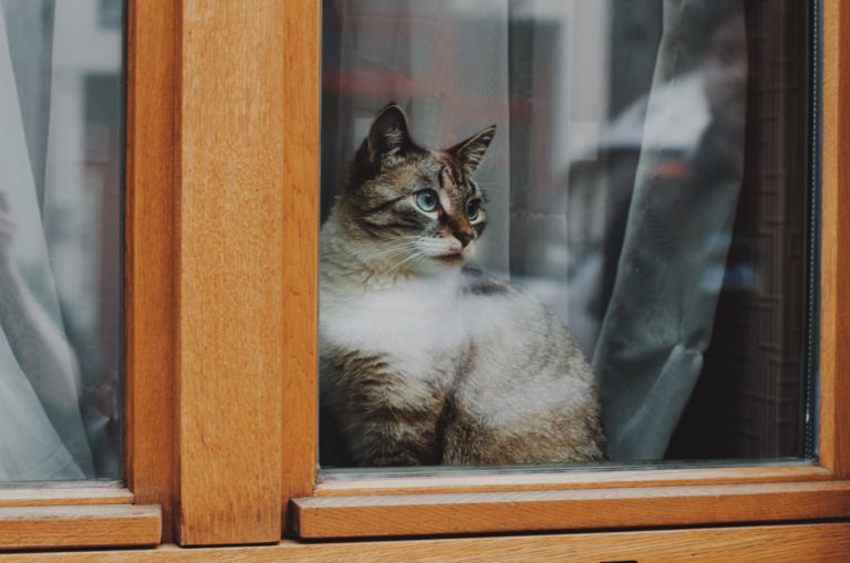 gatto covid