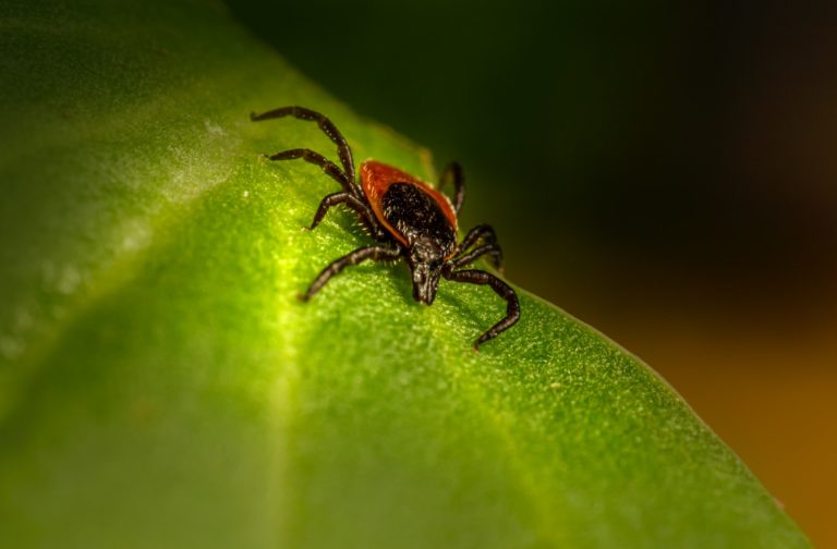 malattia di Lyme