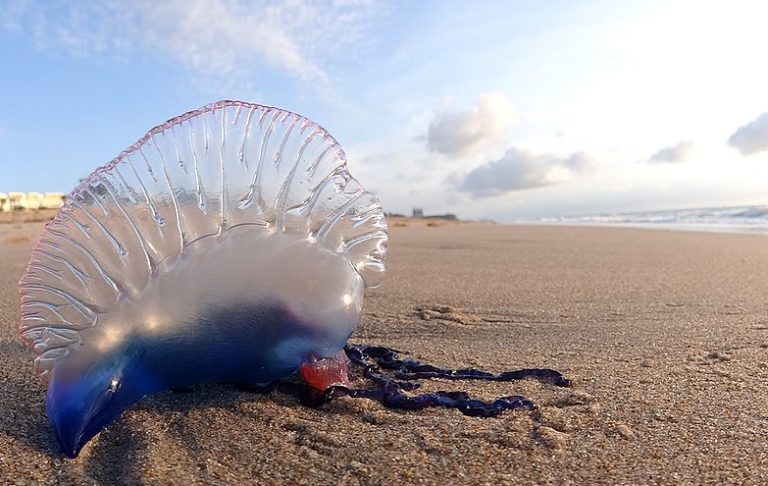 Pericolo meduse: cosa fare se si viene colpiti dalla caravella portoghese