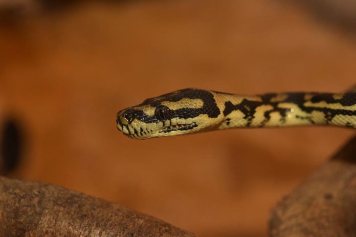 clitoride serpenti