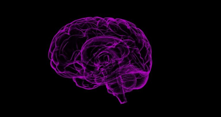 Ecco in che modo la forma del cervello potrebbe influenzare i pensieri