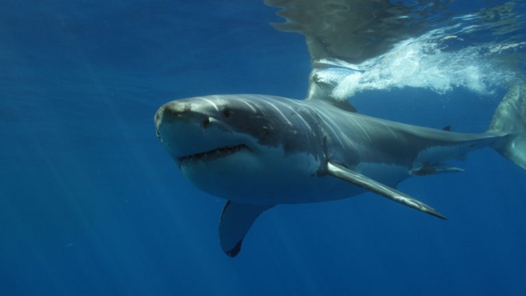 Gli squali bianchi attaccano raramente gli esseri umani
