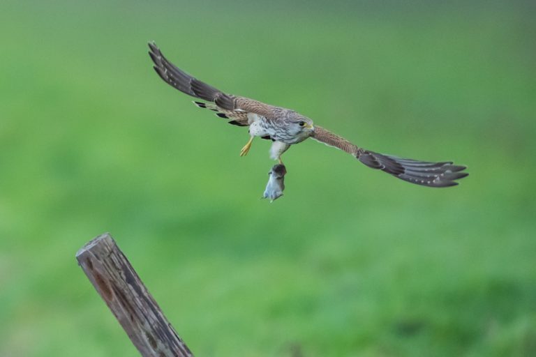 Ecco gli effetti che il caldo estremo ha sugli animali selvatici