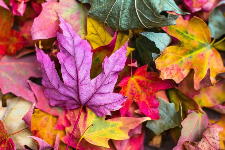 Perché la data dell’equinozio d’autunno cambia ogni anno?