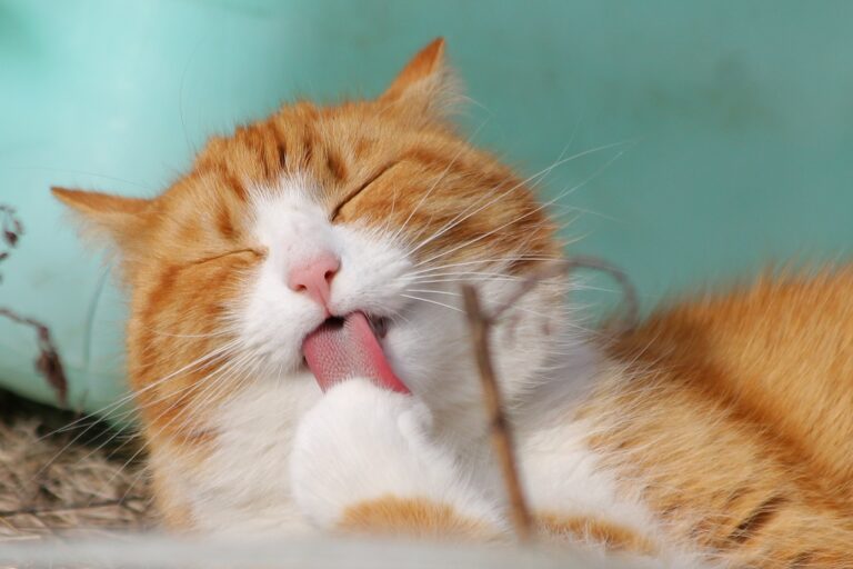Così i gatti riescono a fare le fusa