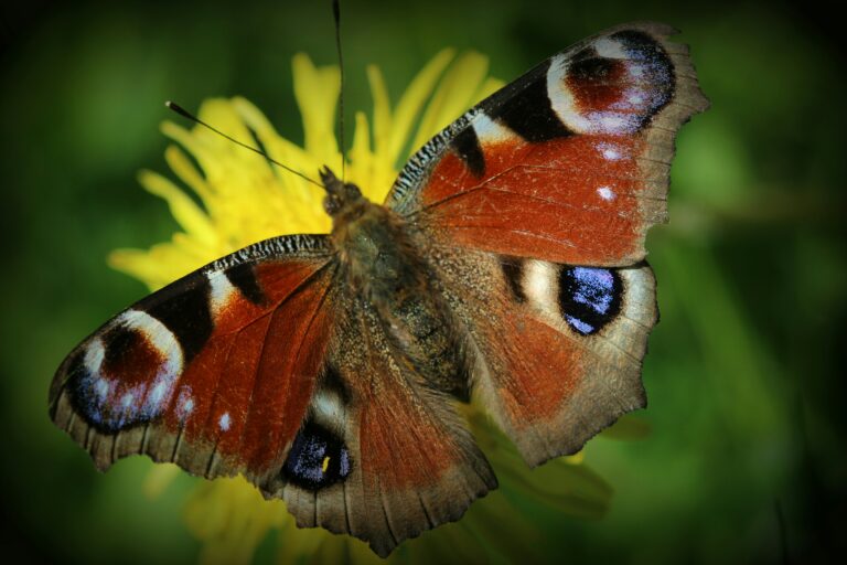 biodiversità