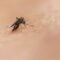 Dengue e Chikungunya, nuova mappa del rischio in Italia