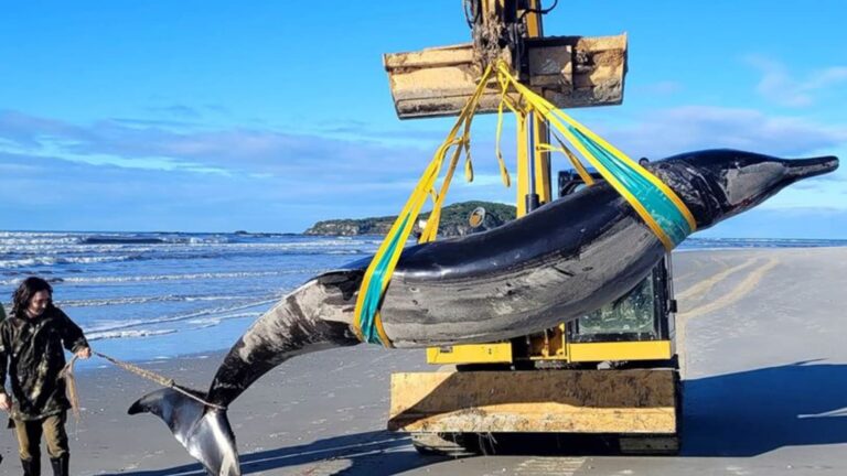 Cosa sappiamo della balena trovata spiaggiata in Nuova Zelanda