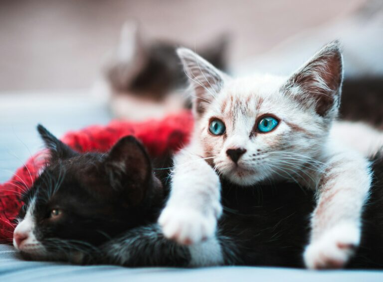 gatti