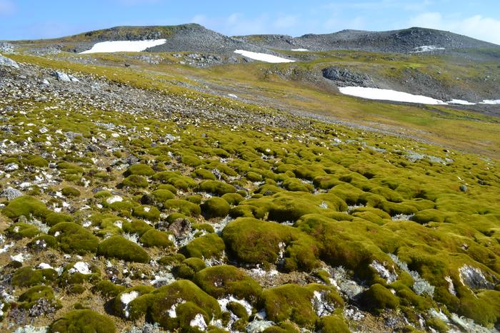 L’Antartide diventa sempre più verde, colpa del cambiamento climatico