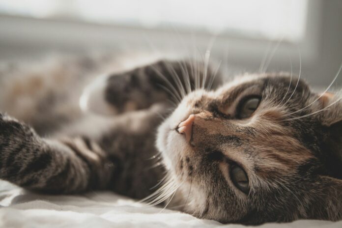 gatti