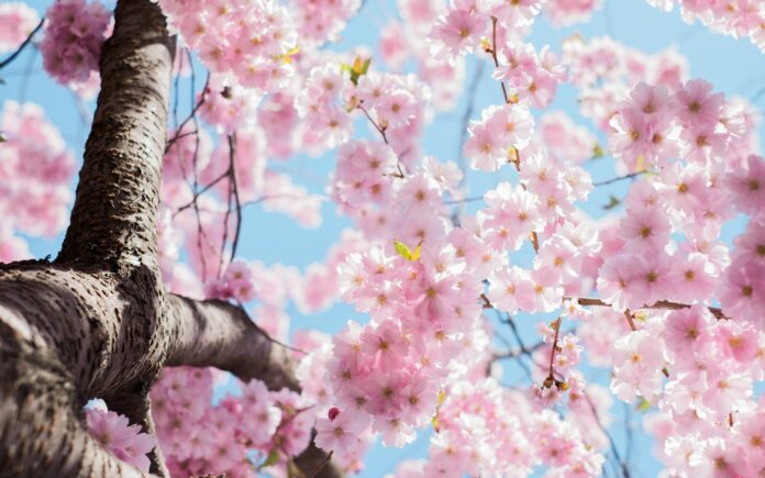 primavera