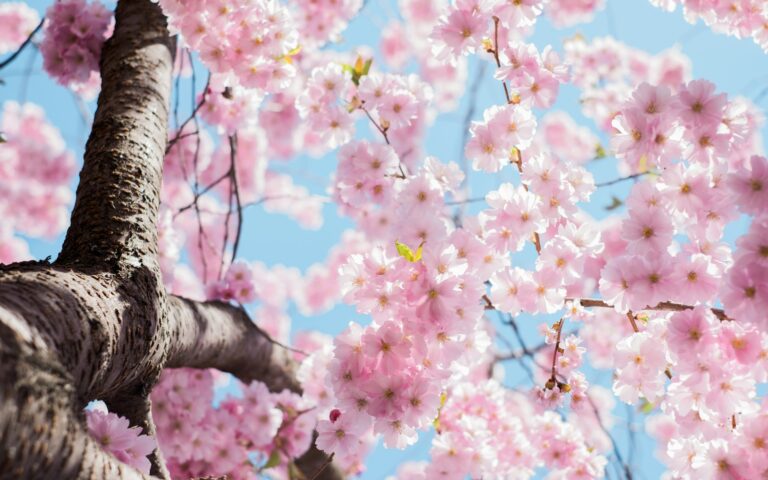 primavera