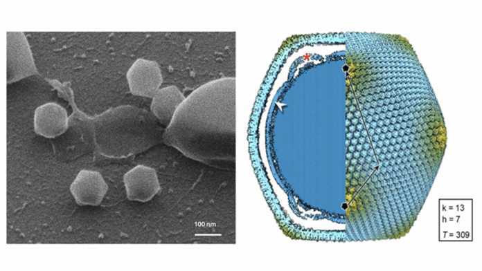 virus gigante