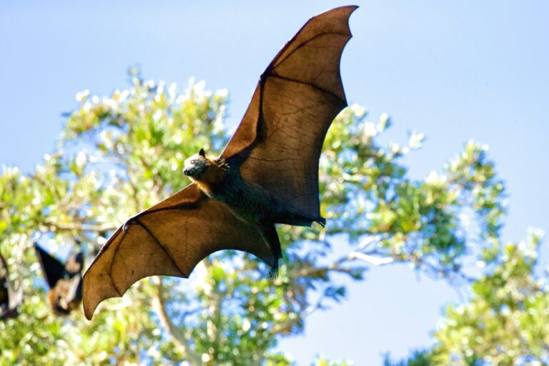Cosa si prova a essere un pipistrello?