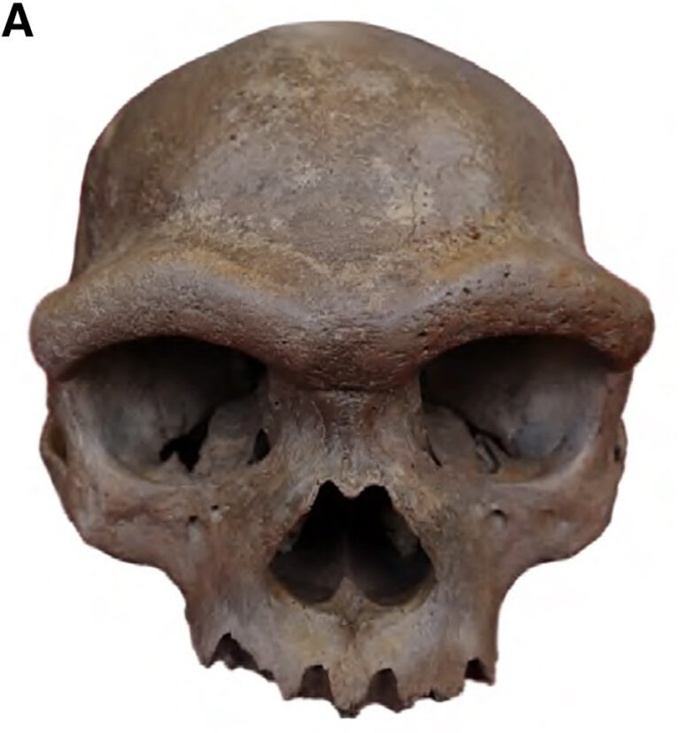 Un cranio quasi completo risalente a più di 146mila anni fa apparteneva a un Homo di Denisova