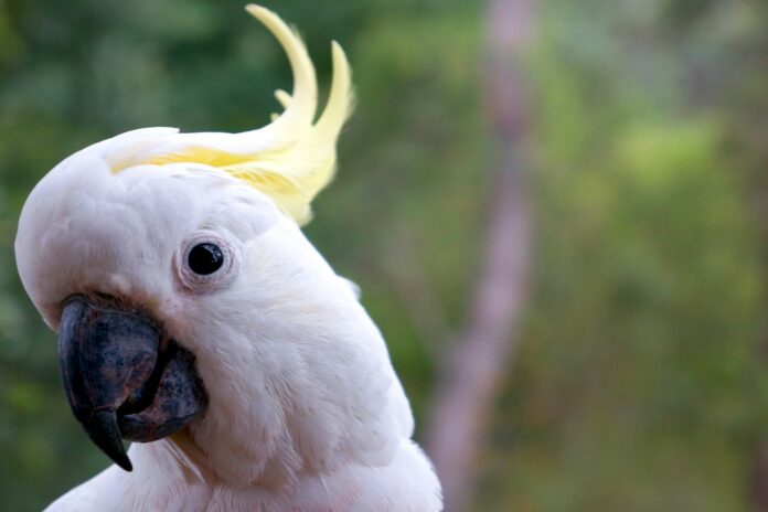 cacatua
