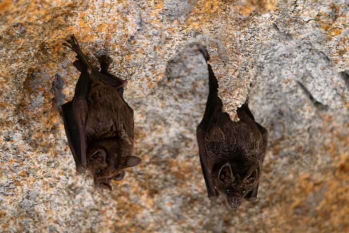 pipistrelli
