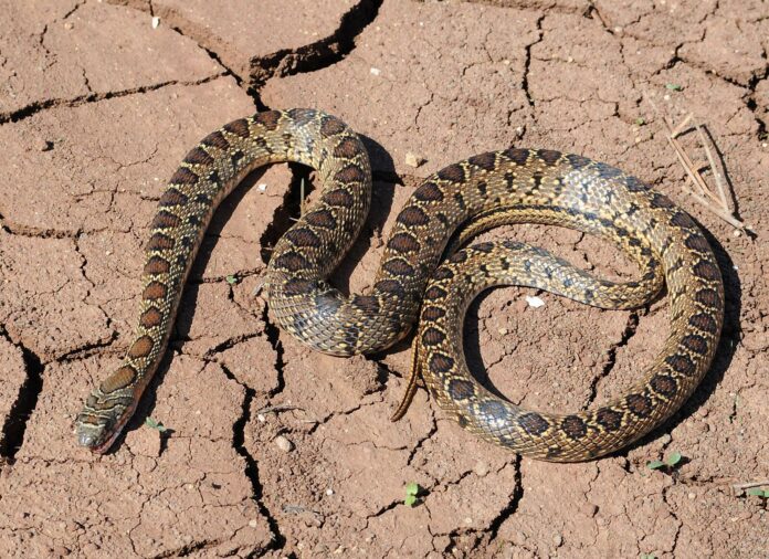 serpenti
