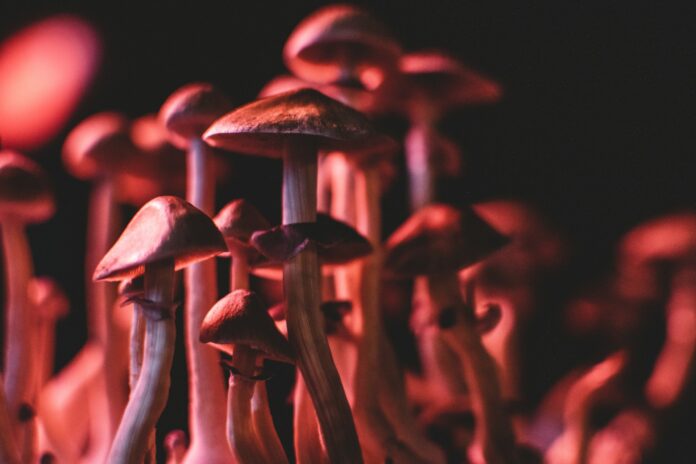 funghi