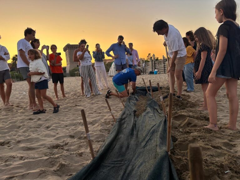 Un anno da record per le tartarughe Caretta caretta che nidificano sulle spiagge italiane