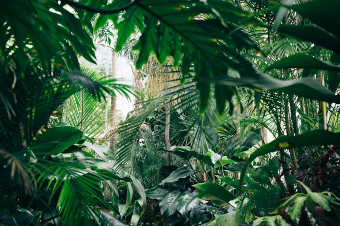 piante