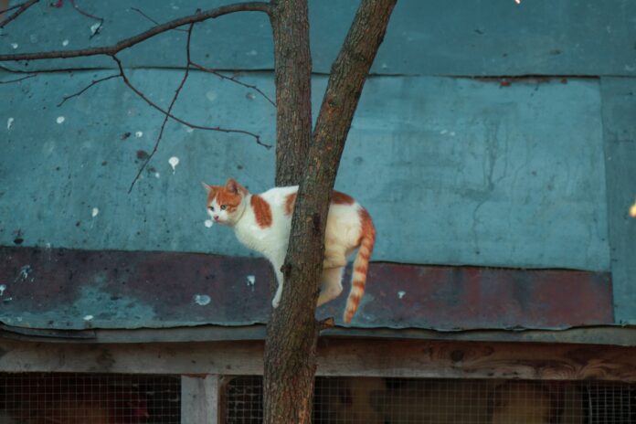gatti